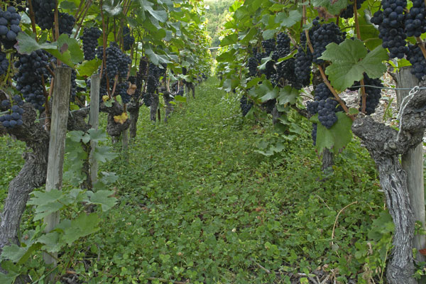 Durch Leguminosebegrünung im Weinberg können bis zu 4 Tonnen CO2eq pro Hektar und Jahr gespeichert werden