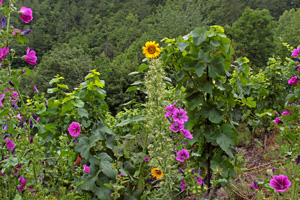 blumenvielfalt-im-weinberg