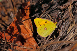 le-souci-colias-croceus