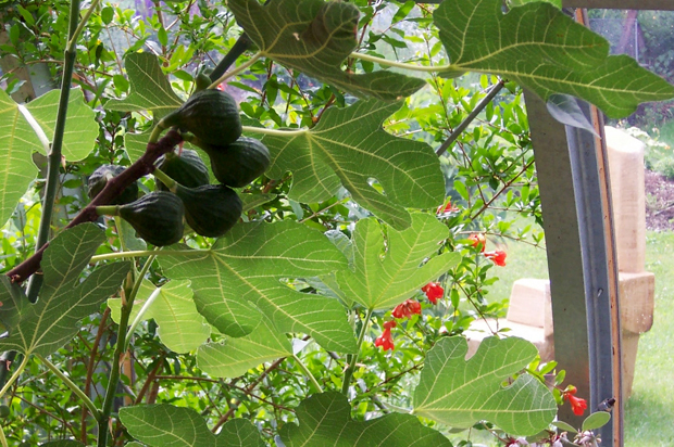 Feigenbaum mitten in Berlin