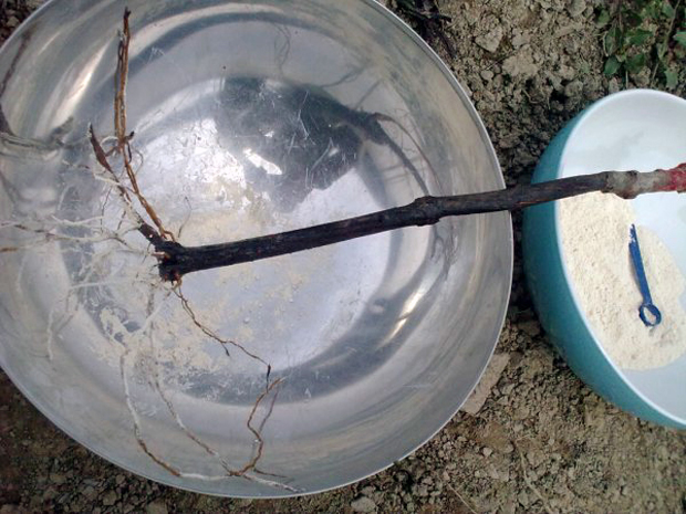 Inokkulation Endomykorrhiza