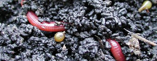 TP-Kompostwurm + Kokons TP-Kompostwurm + Kokons
