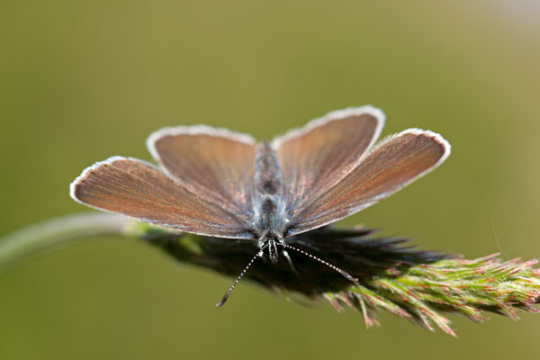 azuris