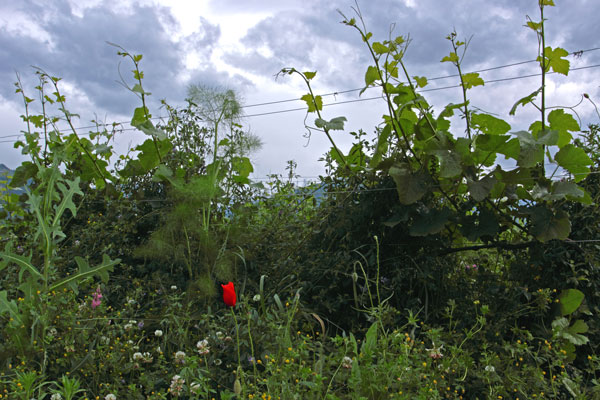 biodiv-terroir Naturwein ist ein Treueschwur für das Terroir