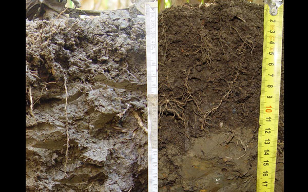 Vergleich zweier benachbarter Böden, der linke aus konventioneller Landwirtschaft, der rechte nach Umstellung auf Humuswirtschaft