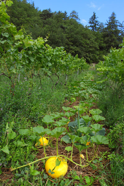 mischkultur Mischkultur in Biodiversität am Delinat-Institut