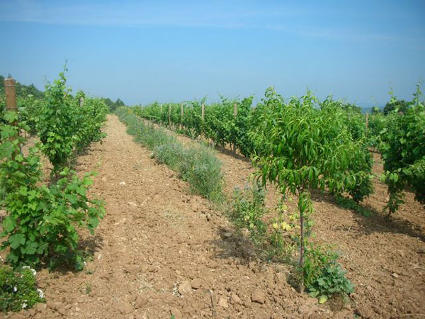 Neupflanzung einer Hecke zur Vernetzung zweier Heißzonen im südfranzösischen Weinberg von Chateau Duvivier. Zugleich wurde eine artenvielfältige Bienenweide eingesäht.