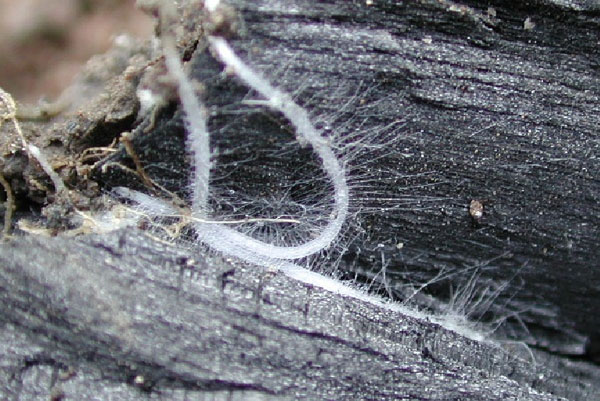 kohle-wurzelhaar Wurzelhaare einer Senfpflanze saugen sich in nährstoffreichen Poren einer Biokohle. Photo: Andreas Thomsen