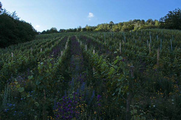 vegetations-streifen Vegetationsstreifen mit Bienenweide zwischen Dauerkulturen
