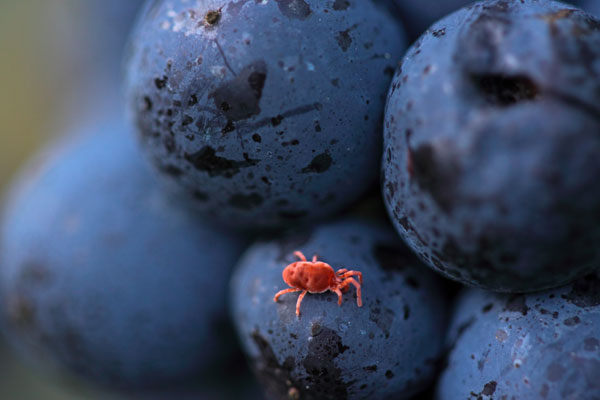 araignee-rouge Rote Samtmilbe. Milben wurden mit hochgiftigen Insektiziden bekämpft, doch in einem biologisch vielfältigen Weingarten gibt es genügend natürliche Gegenspieler, die die Gefahr rechtzeitig bannen: insbesondere Raubmilben (Phytoseiidae), Blumenwanzen (Anthocoridae), Schwarze Kugelmarienkäfer (Stethorus punctillum), Taghafte (Hemerobiidae) und Florfliegen (Chrysopidae).