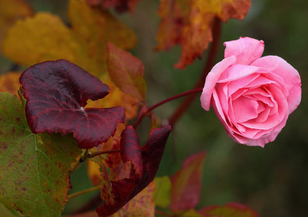 rose-weinberg