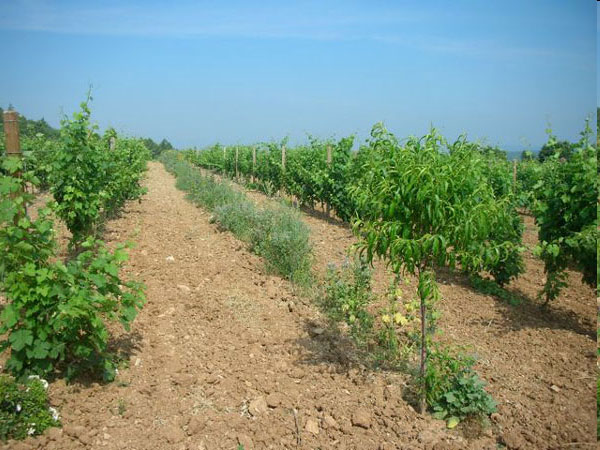 kahler-boden-mit-hecke