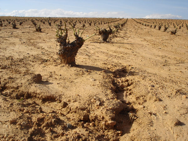 nackter-weinberg-in-zentralspanien