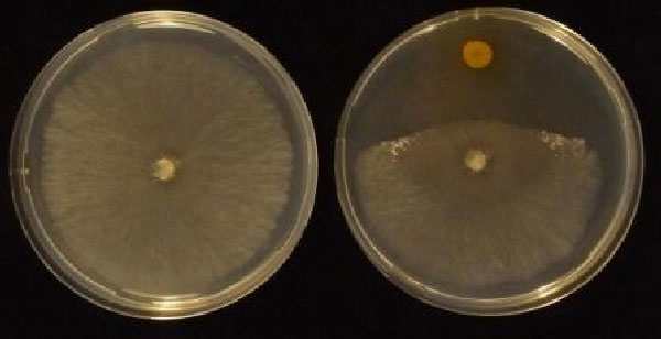 in_vitro_reference