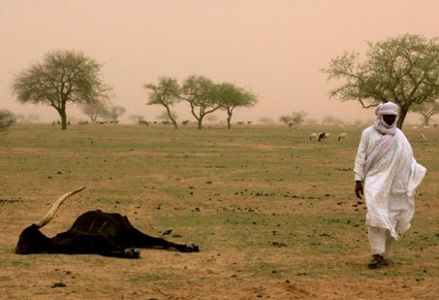 Sahel_Niger_weide