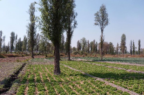 chinampas