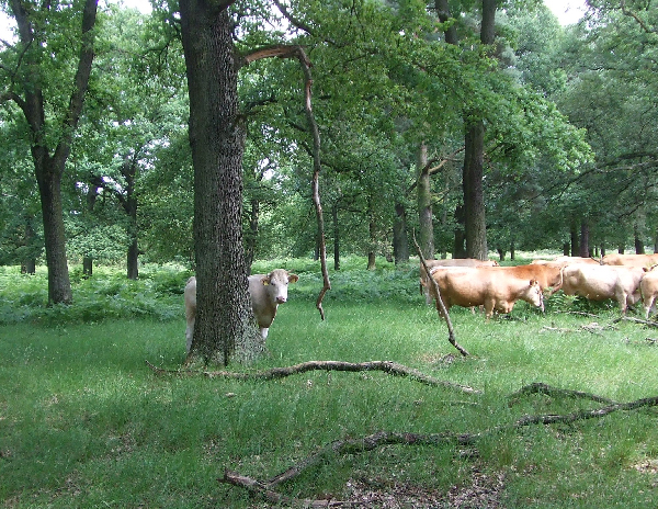 hudewald