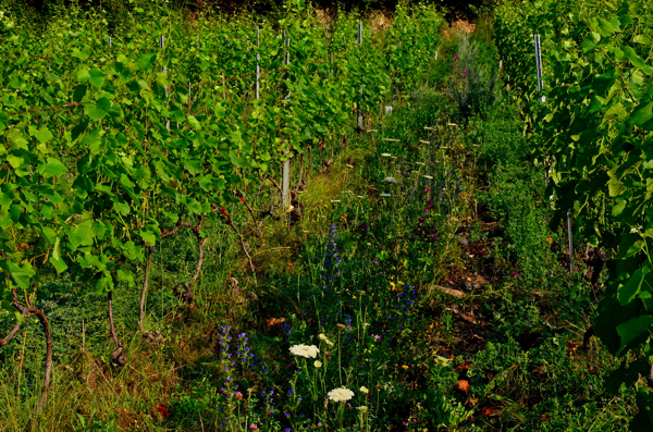 06.Parterre-de-fleurs
