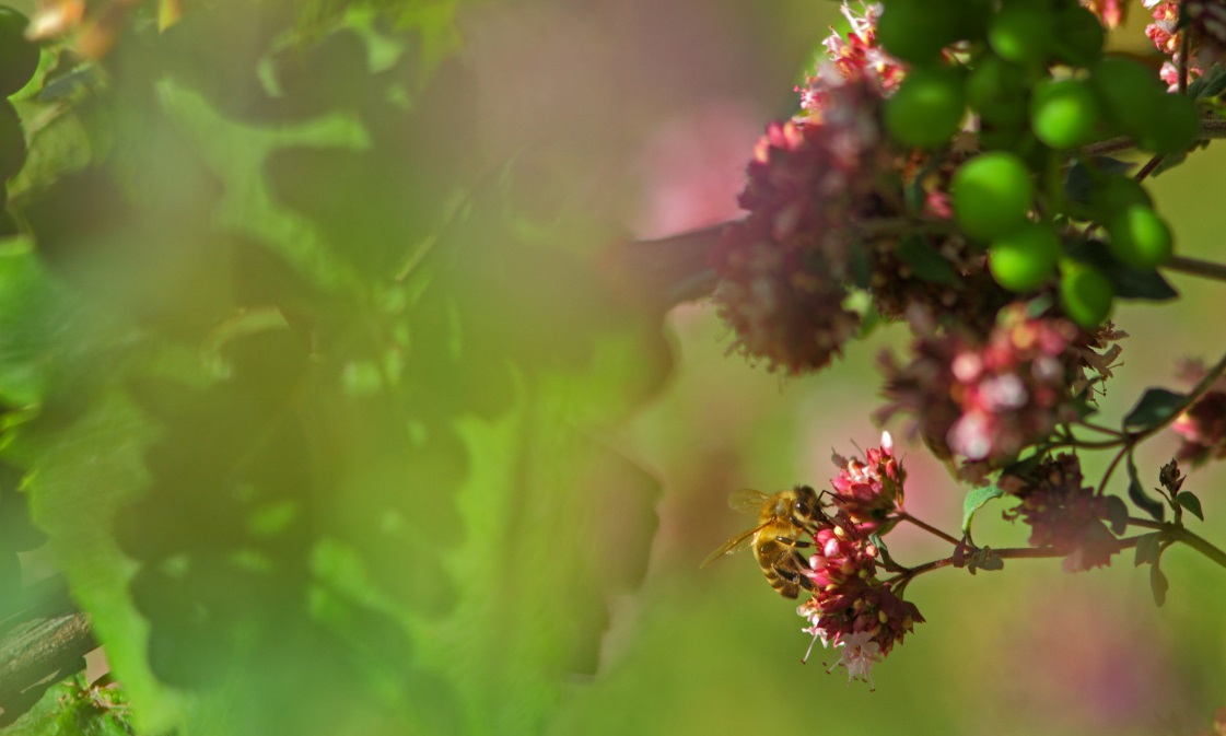 75.Abeille domestique dans les vignes, Apis mellifica