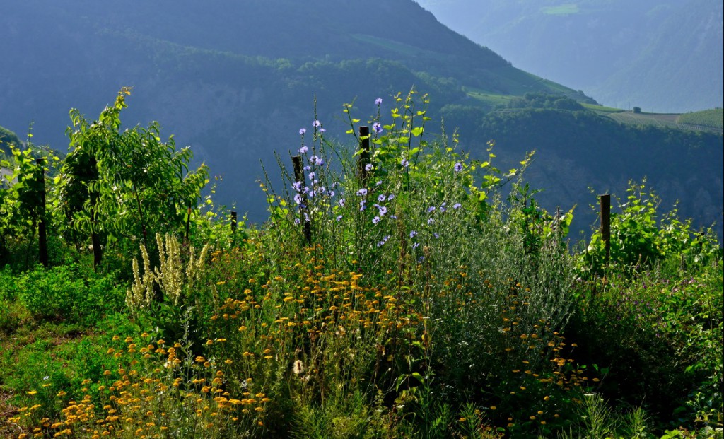 vielfalt
