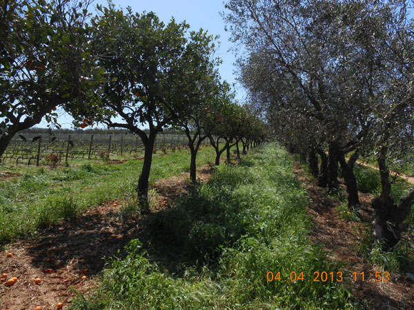 maggio-orangen-oliven-wein
