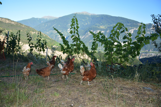 huhn_weinberg_1