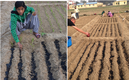 biochar_application_onion