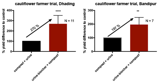 cauliflower_trial_2