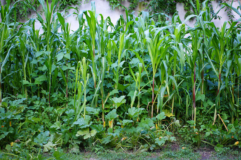 9_milpa