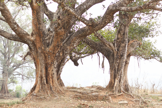 2_1_bishnu_tree