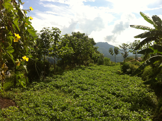 3_black-lentil-in-between-trees-rows-infront-of-my-house