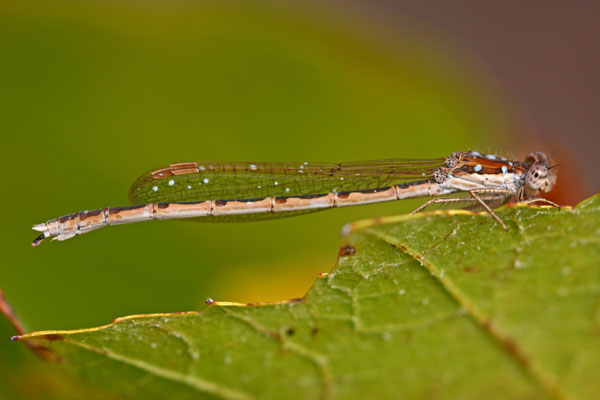 IthakaJournal für Terroirwein, Biodiversität und Klimafarming » Blog
