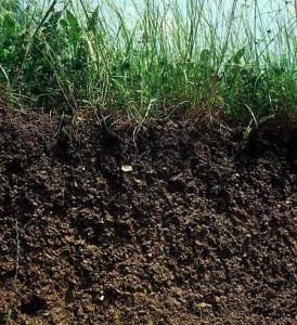 Humus speichert Kohlenstoff, Wasser und Nährstoffe, ist Lebensraum für Mikroorganismen und schützt vor Erosion