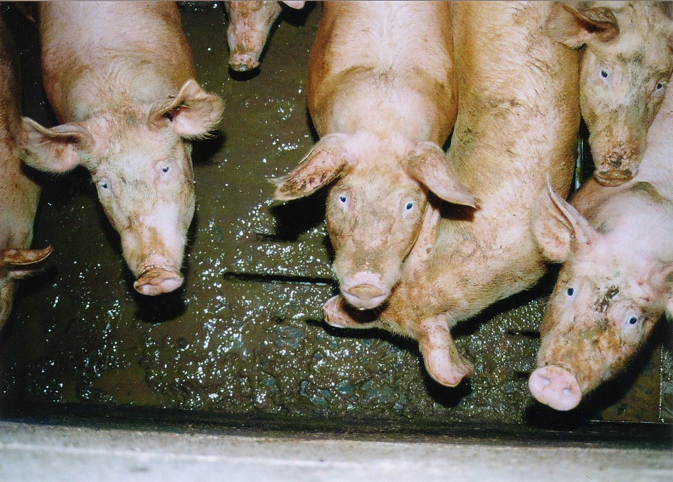 Schweinemast - copyright: www.dietierfreunde.de