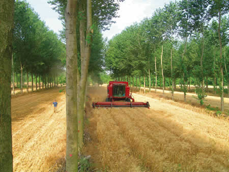 Mähdrescher im Weizenfeld zwischen Pappeln zur Biomassenutzung Bildquelle: Christian Dupraz, SAFE-Projekt / INRA