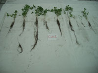 14_12_09-biochar-N+compost-shoot-root2-(3)