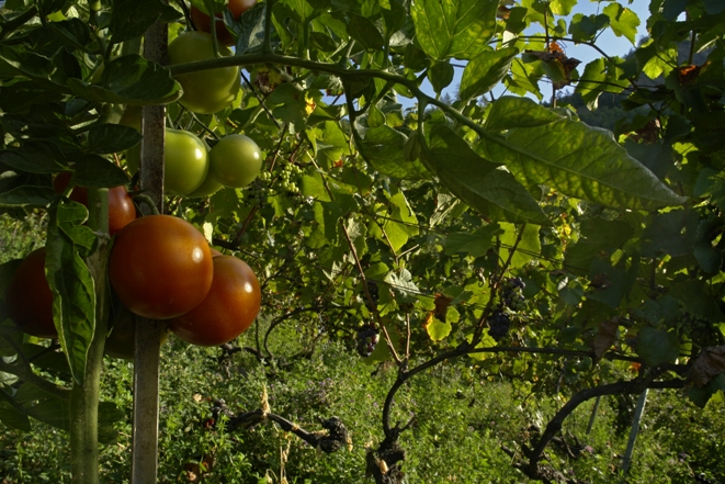 tomaten-im-weinberg Biodiversität und Klimafarming im Weinbau