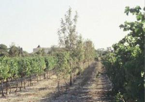 agroforest-weinberg Elsbeeren zwischen den Rebzeilen Bildquelle: Burkhard Kayser, Agroforst.de, Deutschland