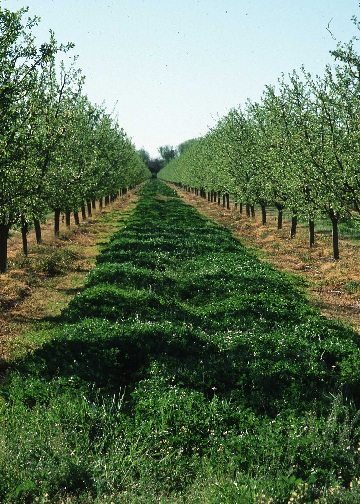 intercropping intercropping