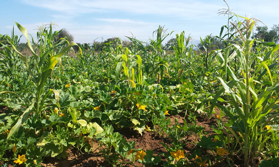 M01_milpa_mexicanA