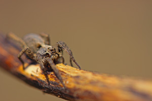 spinne