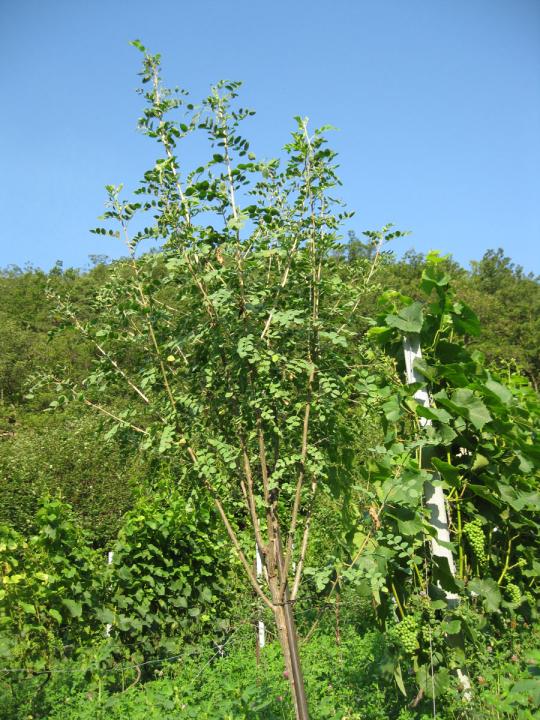 blasenstrauch1