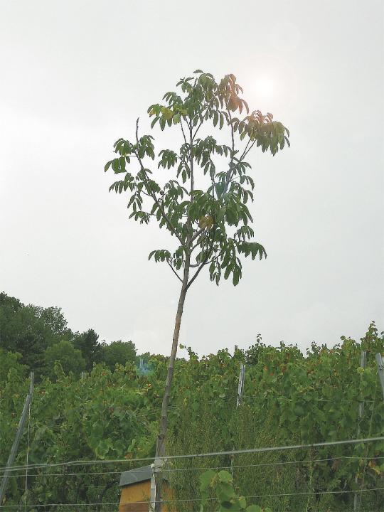 nussbaum2